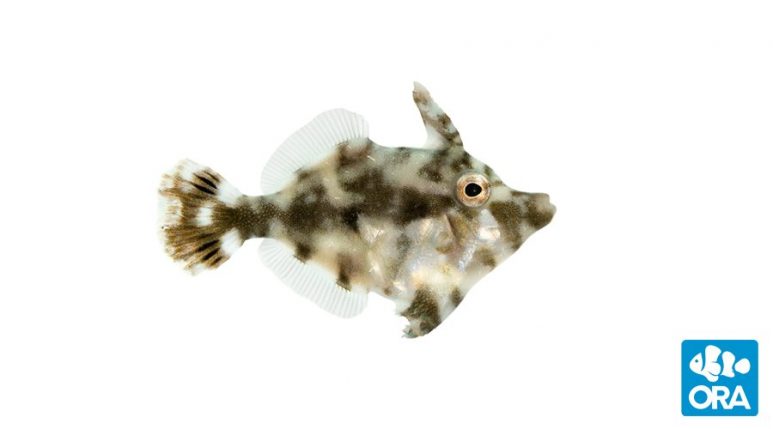 aiptasia-eating-filefish