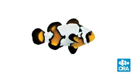ORA Clownfish