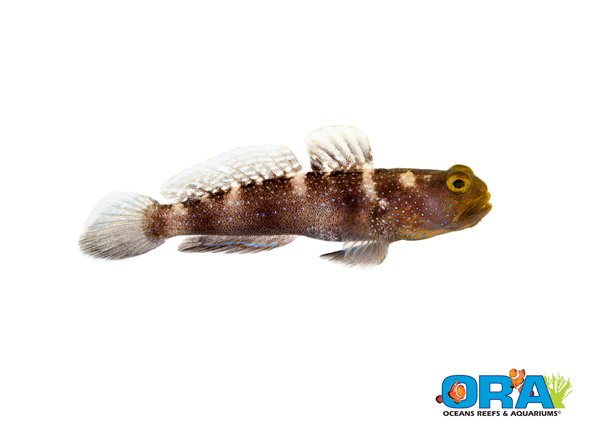 watchmen blue spot goby