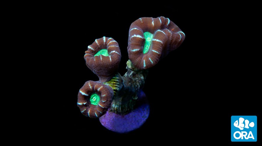 MIMF Candy Cane | Caulastrea sp. | ORA | Oceans, Reefs & Aquariums