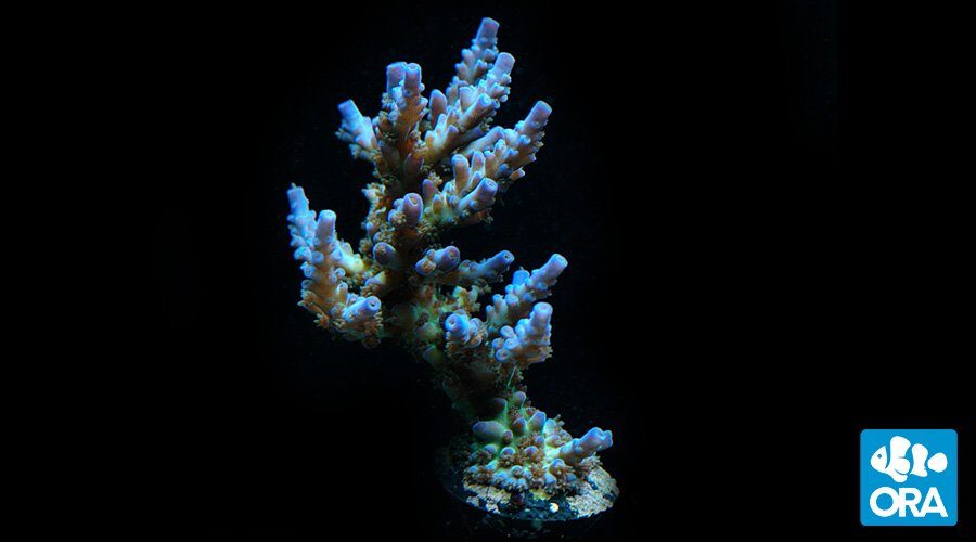 ORA Joe the Coral, Acropora sp., ORA