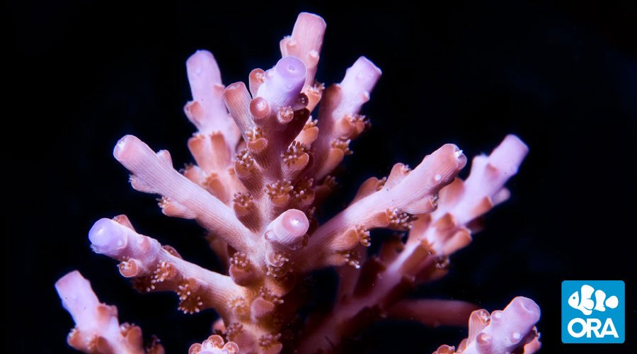 得価高評価 Indonesia Acropora Sp.（No.10）：アクアテイラーズ 支店