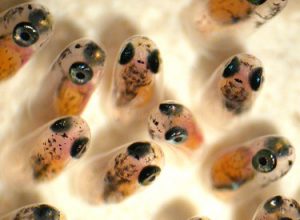 ORA Clownfish Eggs