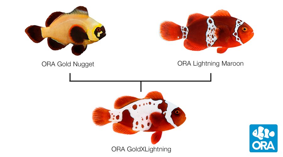 lightning maroon clownfish