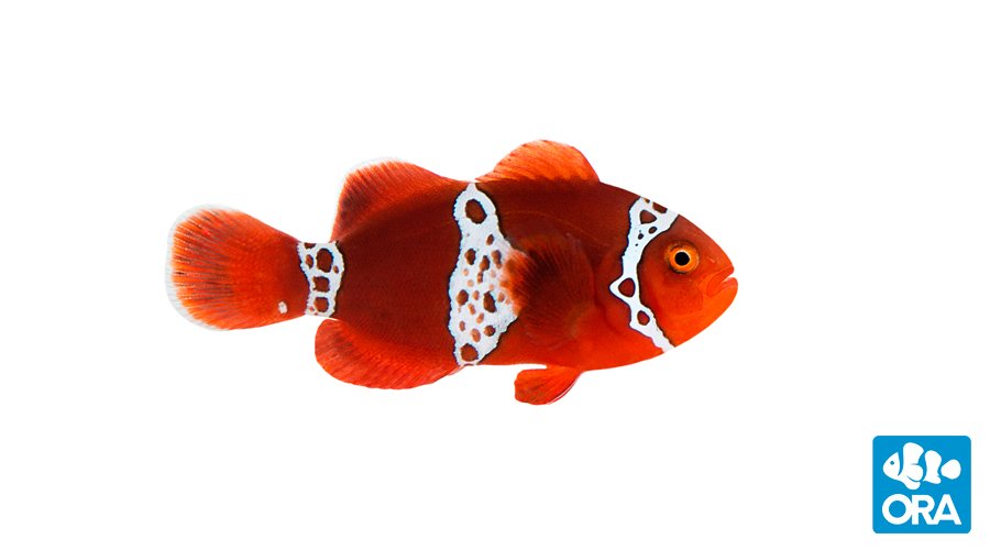 lightning maroon clownfish