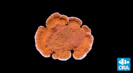 Sunburst Cap <em>(Montipora capricornis)</em>