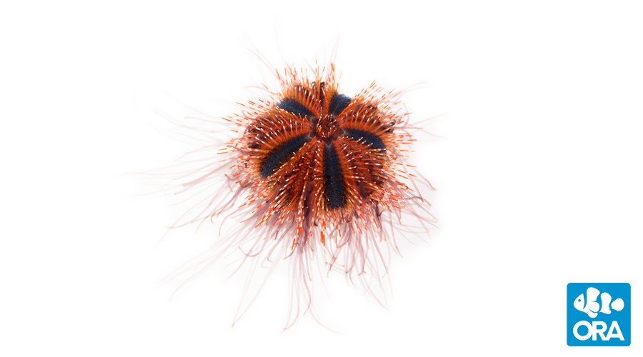 Red & Tuxedo Urchins globulus | ORA | Oceans, Reefs & Aquariums