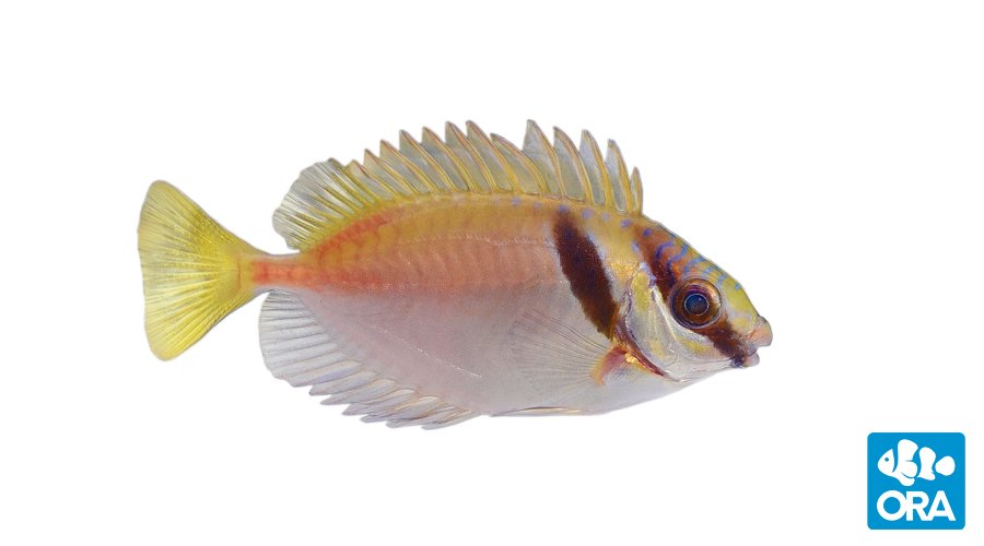 ORA Two-Barred Rabbitfish