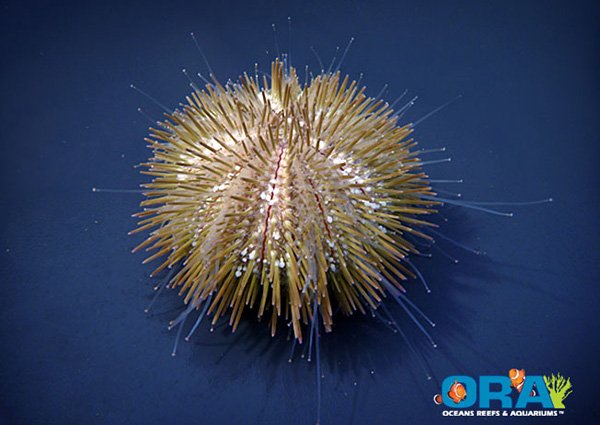 Urchin