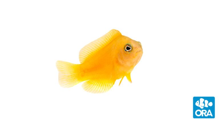 Yellow Dottyback | Pseudochromis fuscus | ORA | Oceans, Reefs & Aquariums