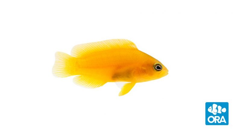 ORA Yellow Dottyback