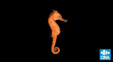 ORA Seahorses