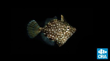 ORA Filefish
