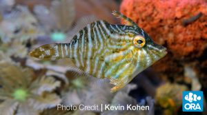 Radial Filefish - Kevin Kohen