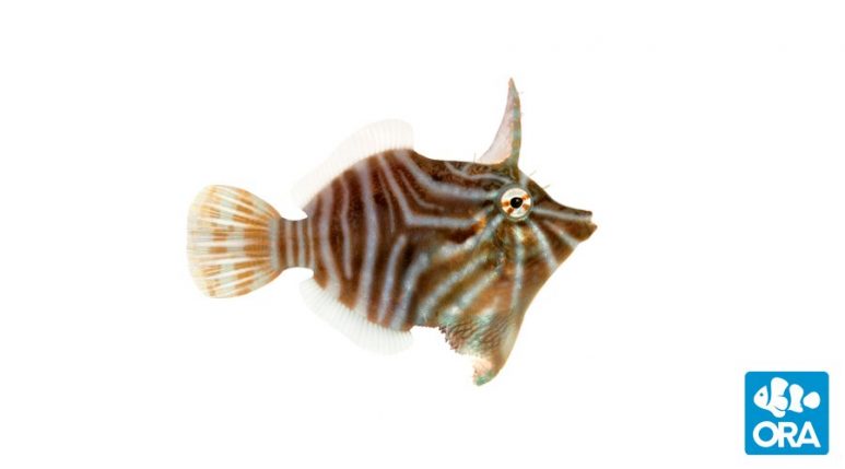 Radial Filefish