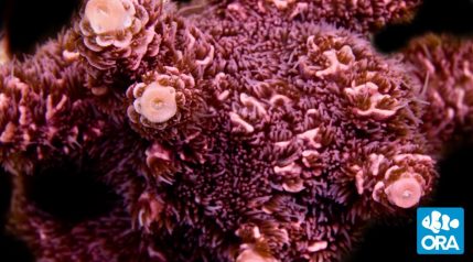 Rose Millepora