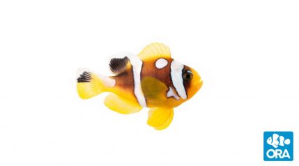 Hey Clay Ocean - Clownfish, Discus Fish, Eel – Dapper Mr Bear