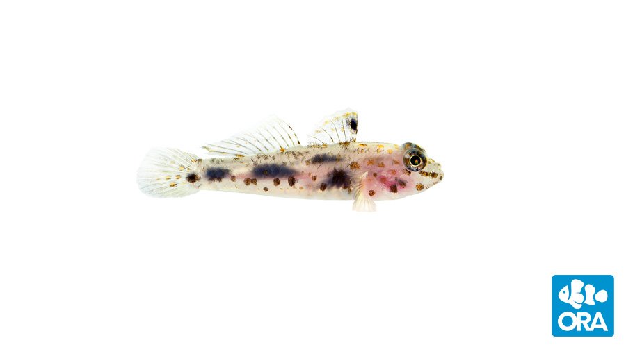 Transparent Cave Goby