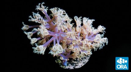ORA Soft Corals