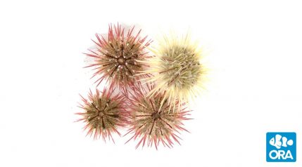 variegated-urchin