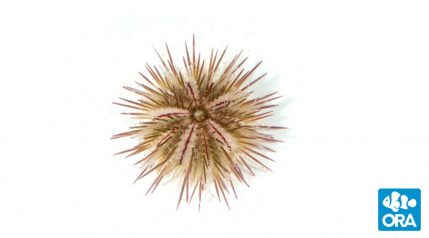 variegated-urchin2