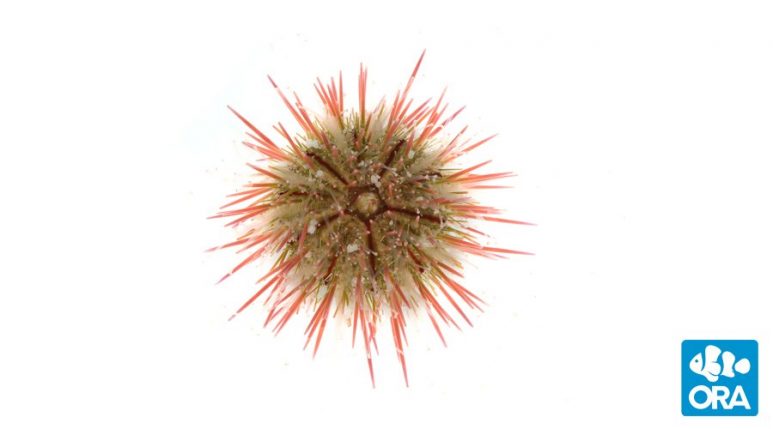 variegated-urchin3