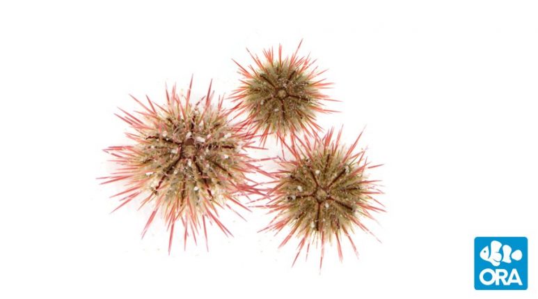 variegated-urchin4