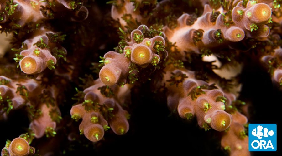 得価高評価 Indonesia Acropora Sp.（No.10）：アクアテイラーズ 支店