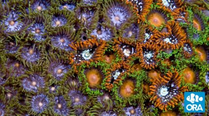 Zoanthids